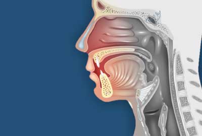 Head & Neck Cancer